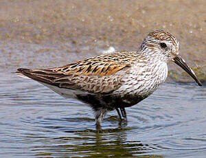 Bécasseau variable