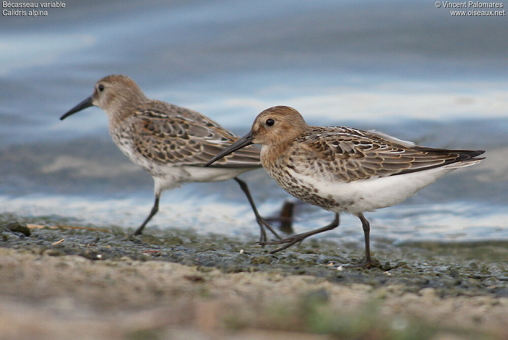 Dunlin