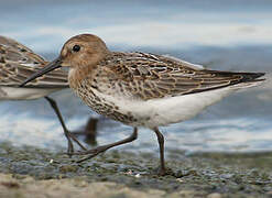 Dunlin