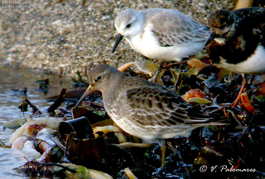 Purple Sandpiper