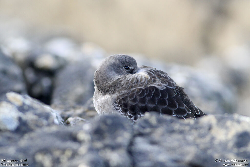 Purple Sandpiper