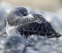 Purple Sandpiper