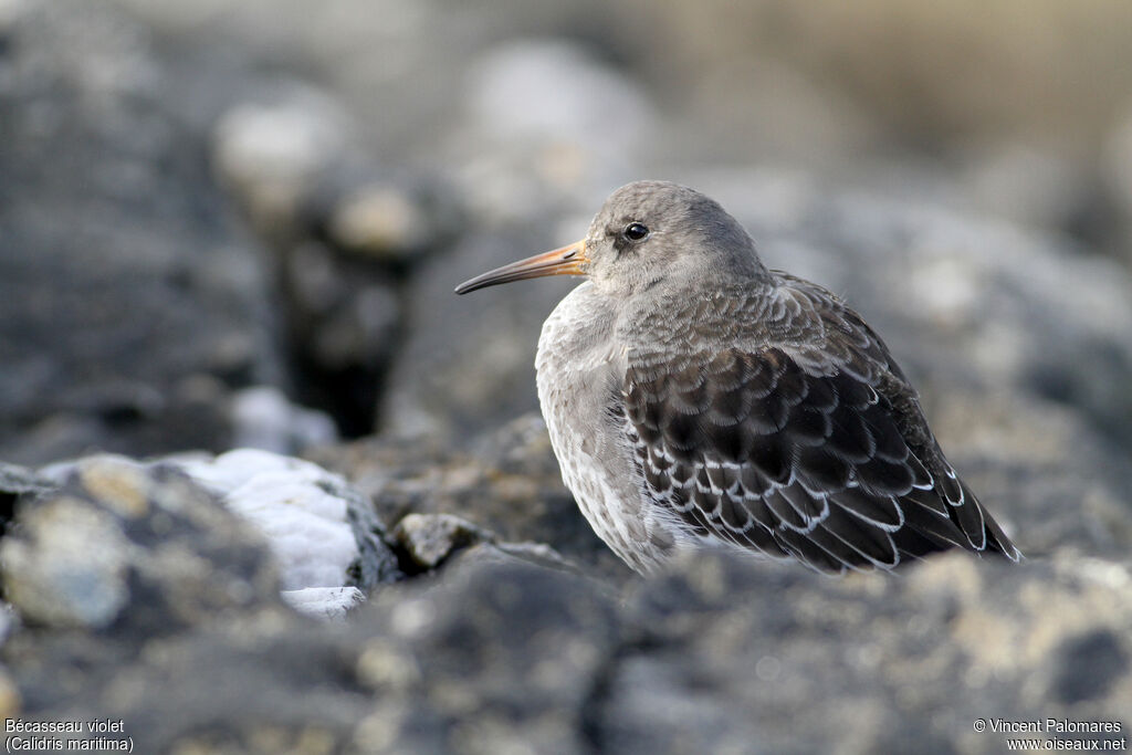 Purple Sandpiper