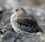 Purple Sandpiper