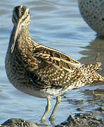 Common Snipe