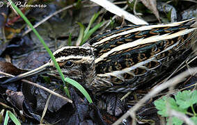 Jack Snipe