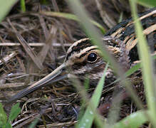 Jack Snipe