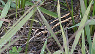 Jack Snipe