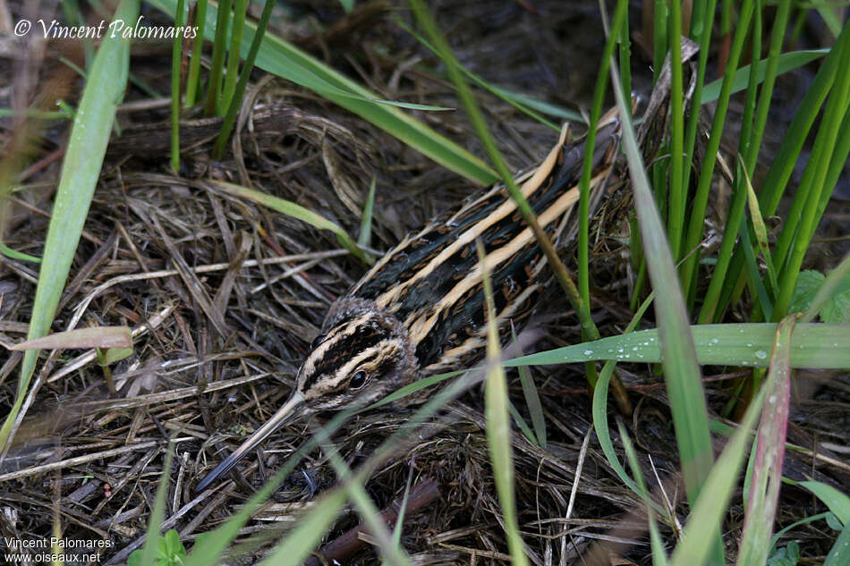 Bécassine sourde, habitat, camouflage