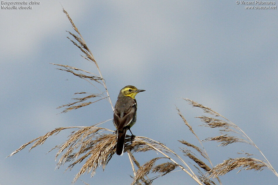 Citrine Wagtail female