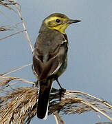 Citrine Wagtail