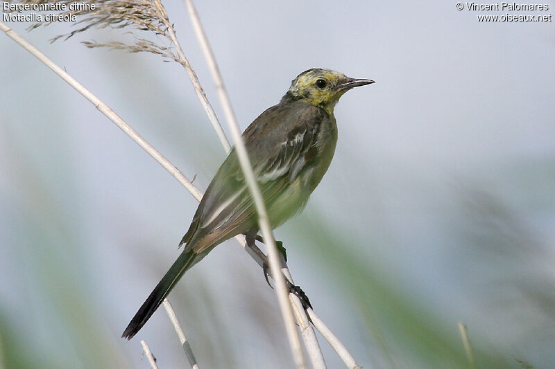 Citrine Wagtail male Second year