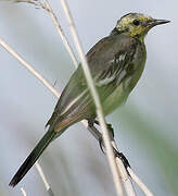 Citrine Wagtail