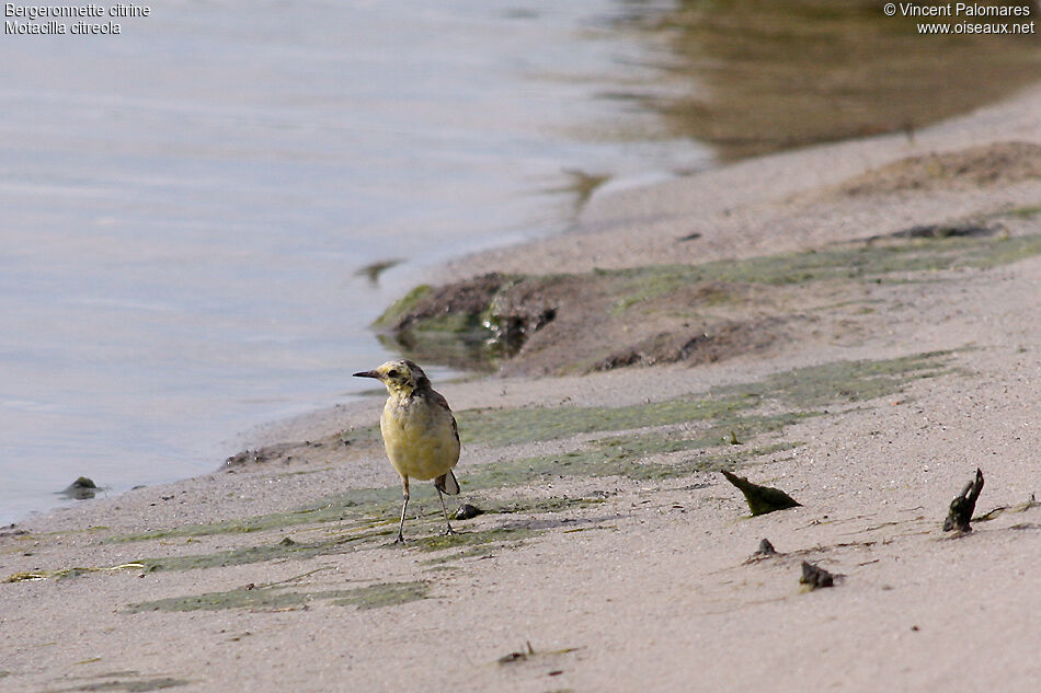 Citrine Wagtail male Second year