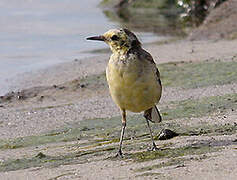 Citrine Wagtail