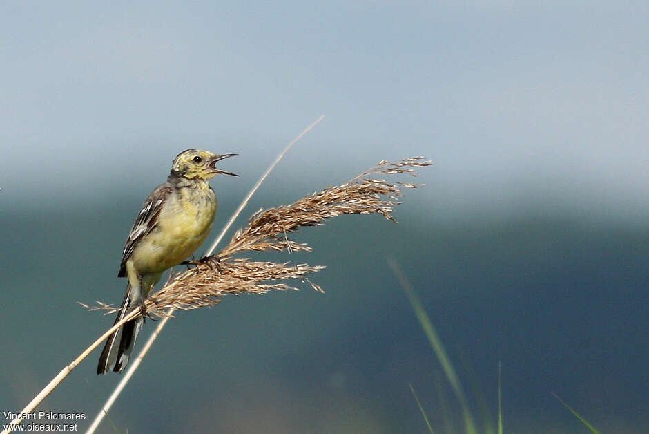 Citrine Wagtail male adult transition, moulting