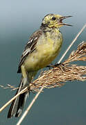 Citrine Wagtail