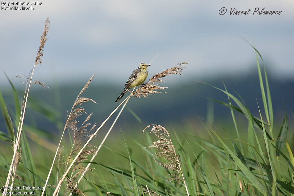 Citrine Wagtail male immature