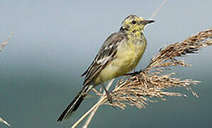 Citrine Wagtail