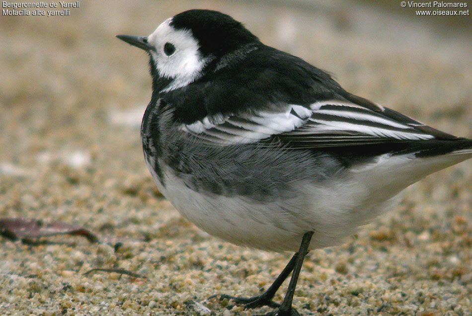 White Wagtail (yarrellii) male