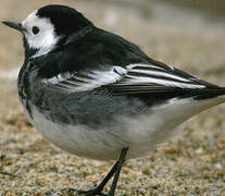 White Wagtail (yarrellii)