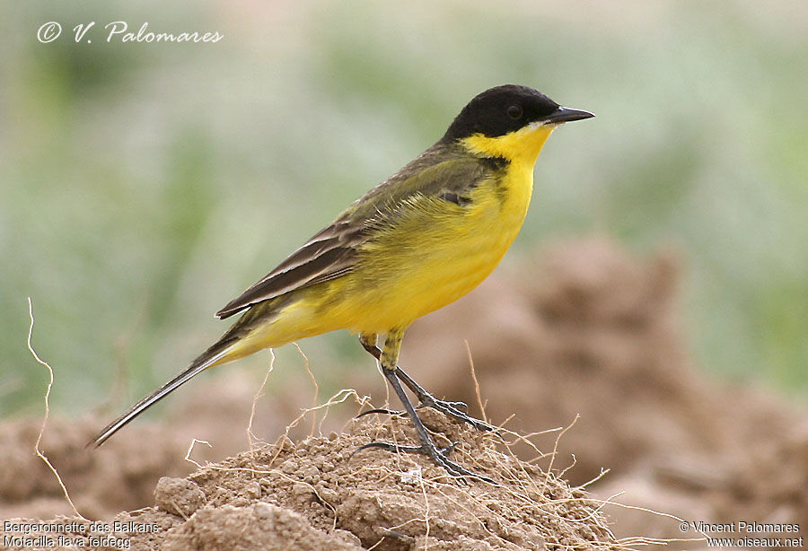 Western Yellow Wagtail (feldegg)