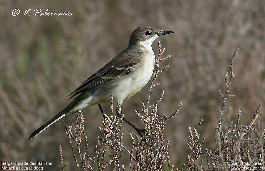 Western Yellow Wagtail (feldegg)