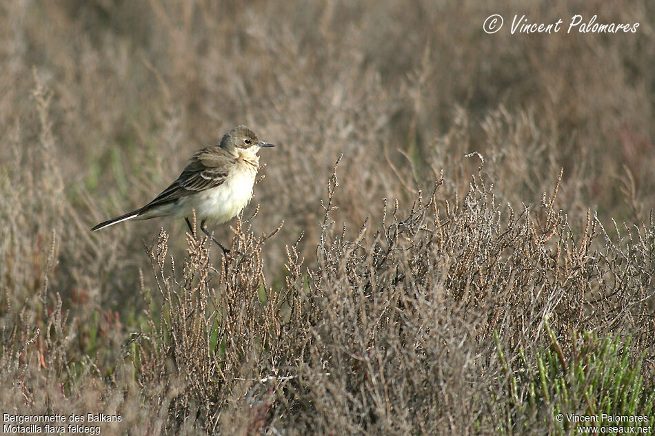 Western Yellow Wagtail (feldegg) female