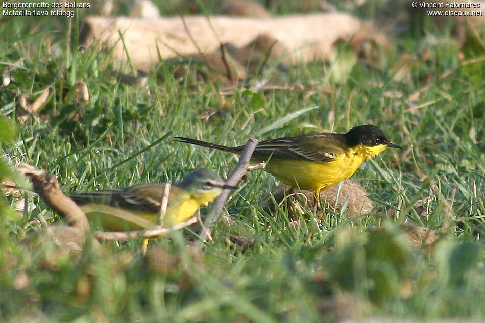 Western Yellow Wagtail (feldegg) male