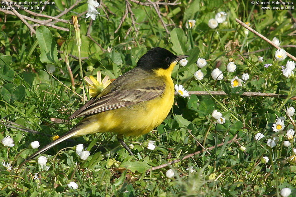 Western Yellow Wagtail (feldegg)