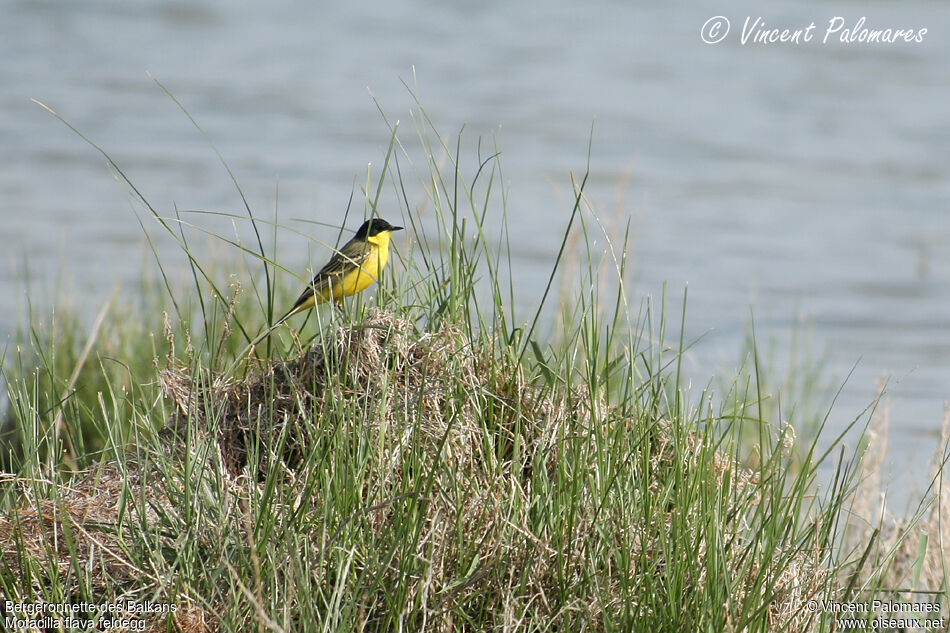 Western Yellow Wagtail (feldegg) male