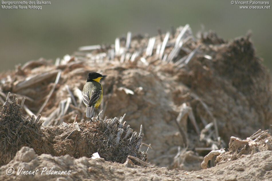 Western Yellow Wagtail (feldegg) male