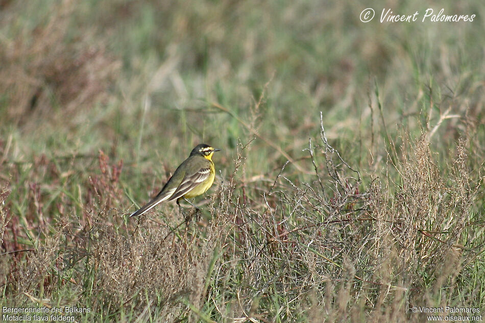 Western Yellow Wagtail (feldegg) male