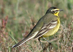 Western Yellow Wagtail (feldegg)