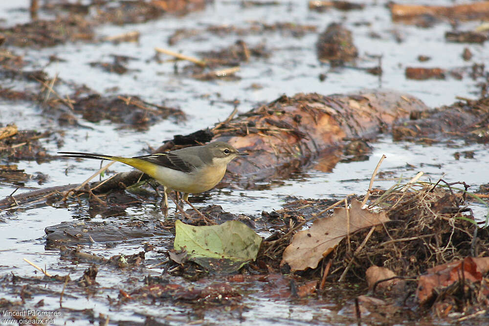 Grey WagtailFirst year, habitat