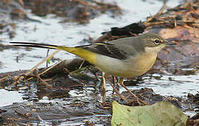 Grey Wagtail