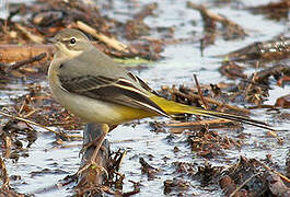 Grey Wagtail