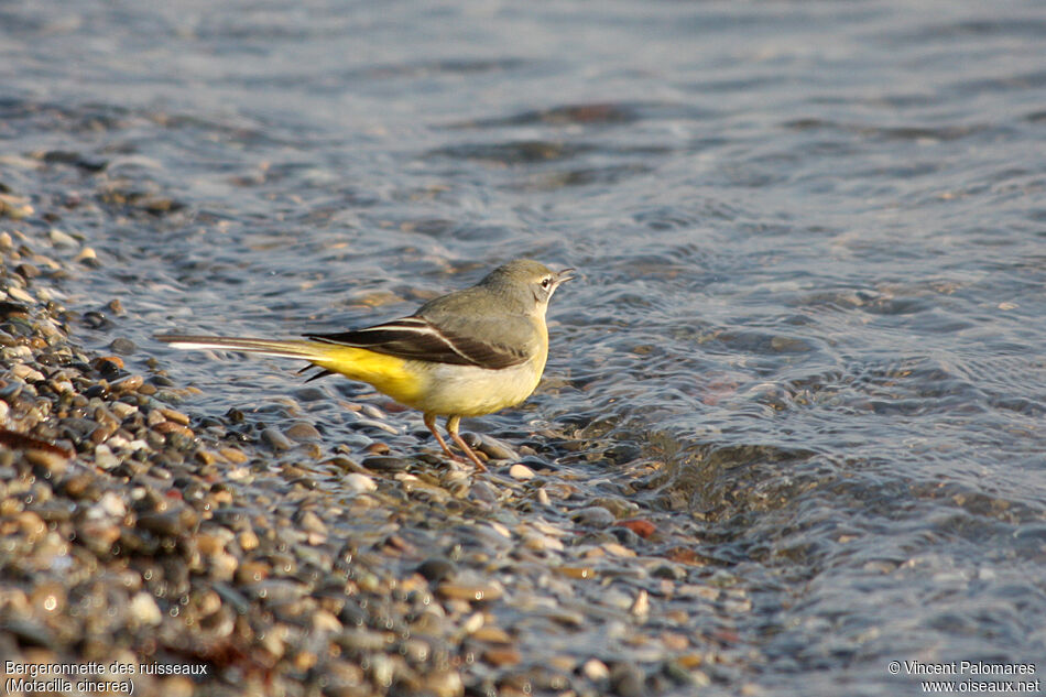 Grey Wagtail