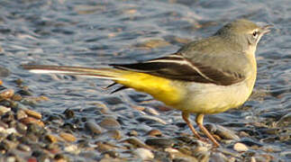 Grey Wagtail