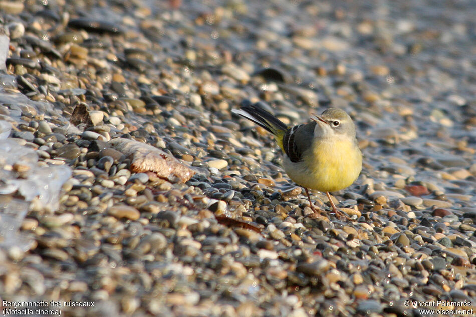 Bergeronnette des ruisseaux