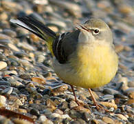 Grey Wagtail