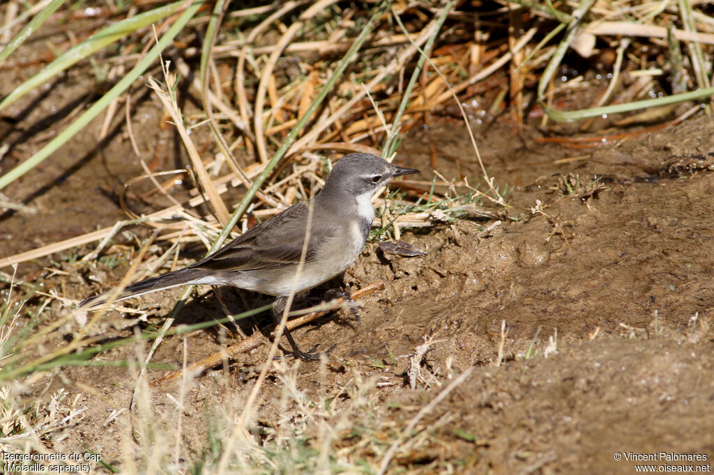 Cape Wagtailadult, walking