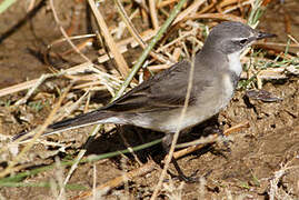 Cape Wagtail