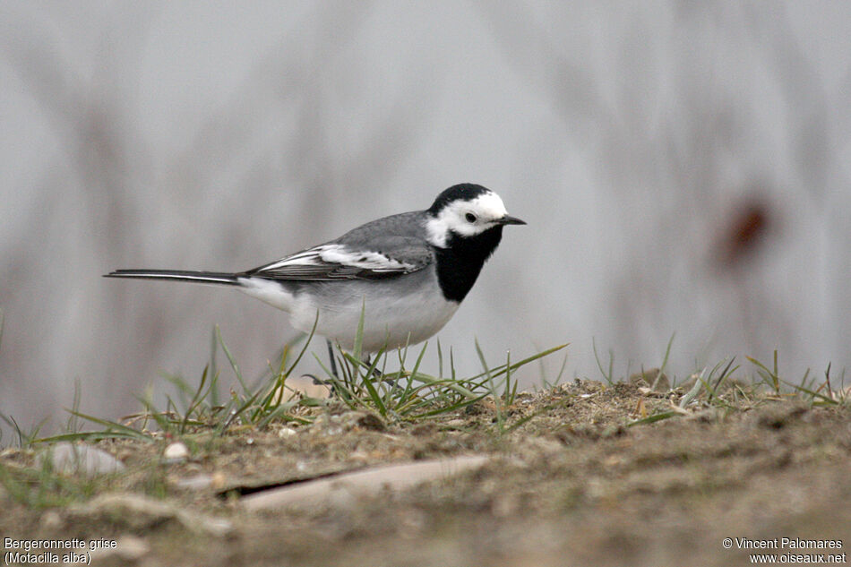 White Wagtail