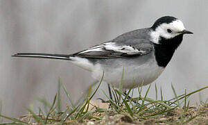 White Wagtail