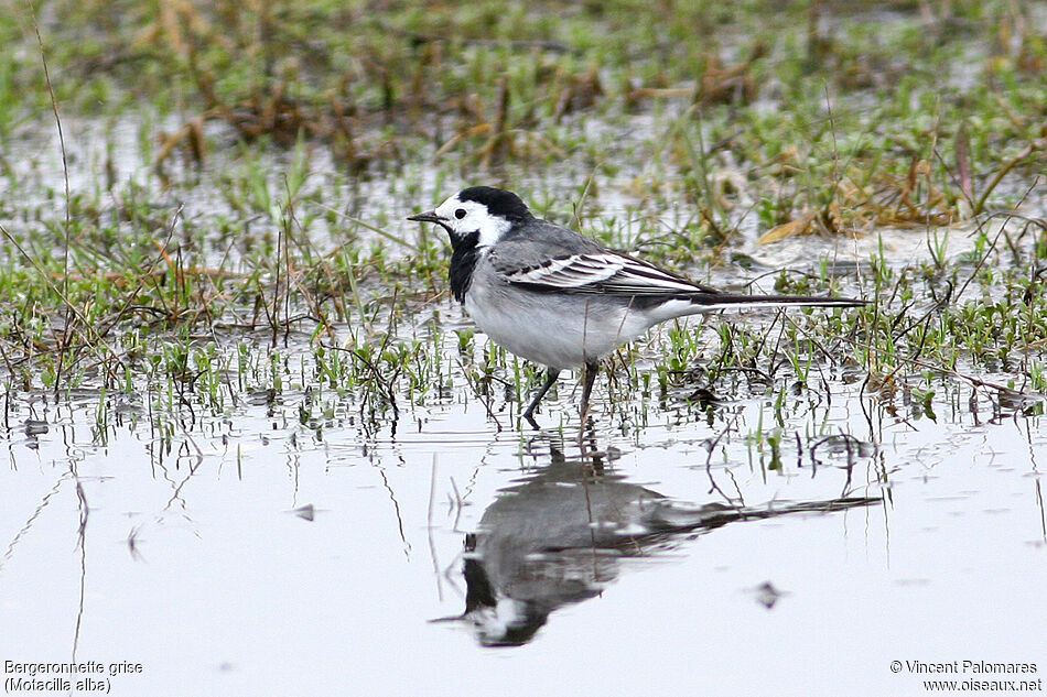 White Wagtail