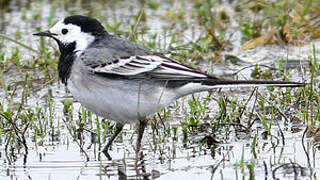 White Wagtail