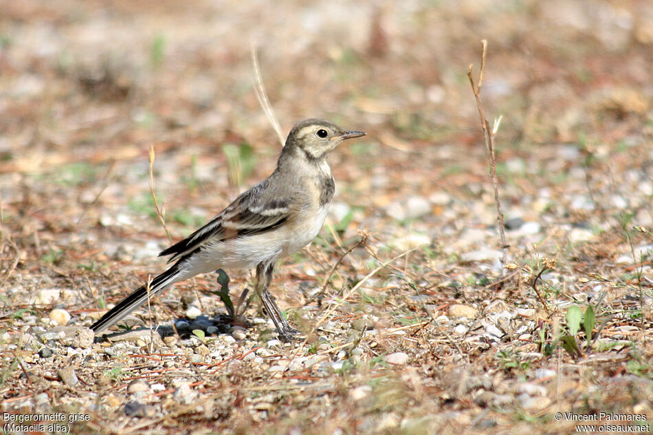 White Wagtailjuvenile