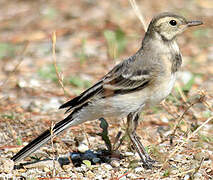 White Wagtail