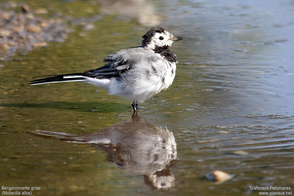 White Wagtail